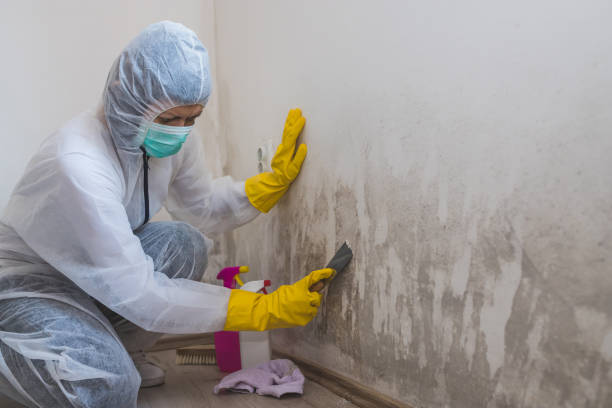 Best Mold Odor Removal Services  in Hansen, ID